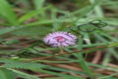 Mimosa pudica